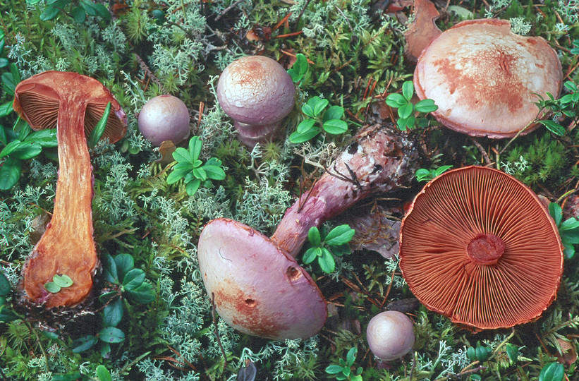 Cortinarius traganus