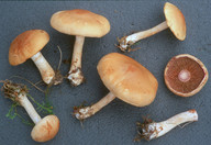 Cortinarius decoloratus