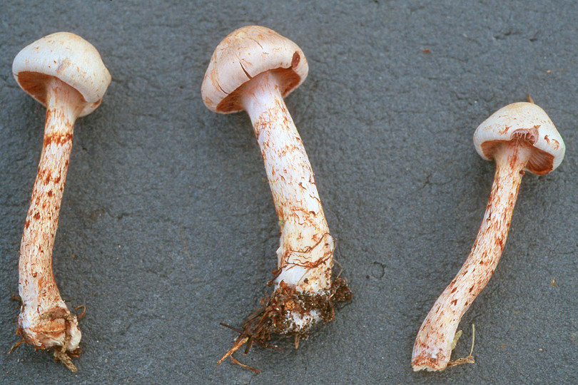 Cortinarius spilomeus