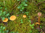 Squamanita paradoxa