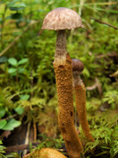 Squamanita paradoxa