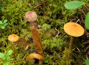 Squamanita paradoxa