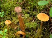 Squamanita paradoxa