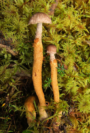 Squamanita paradoxa