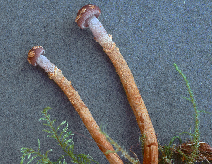 Squamanita paradoxa