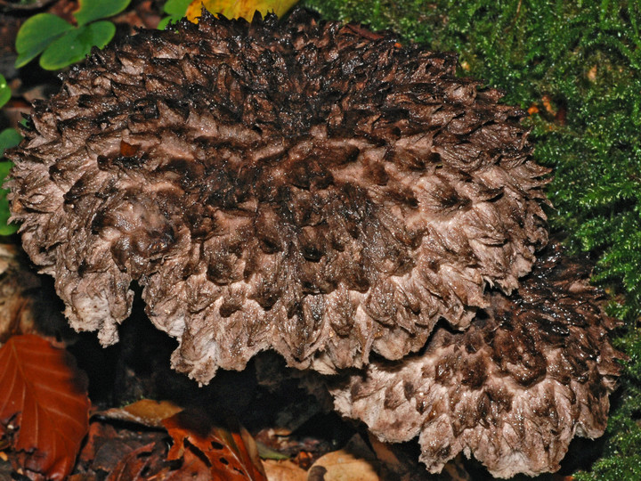 Strobilomyces strobilaceus