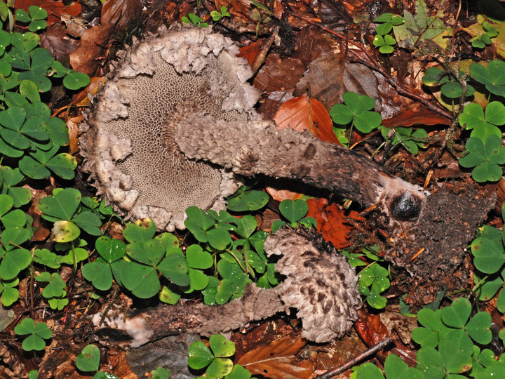 Strobilomyces strobilaceus