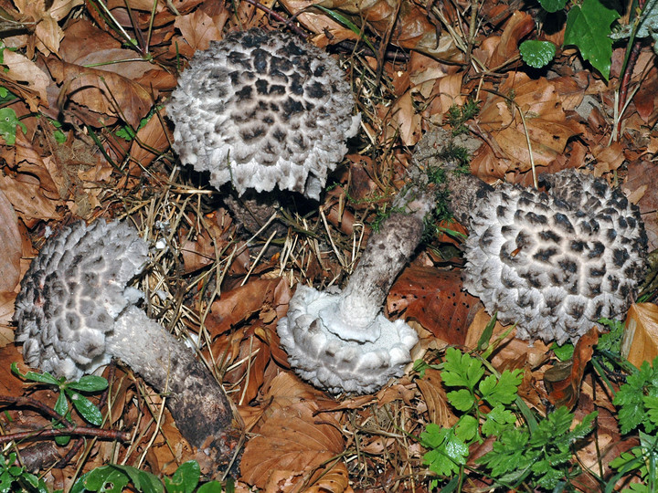 Strobilomyces strobilaceus