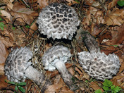 Strobilomyces strobilaceus