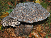 Strobilomyces strobilaceus