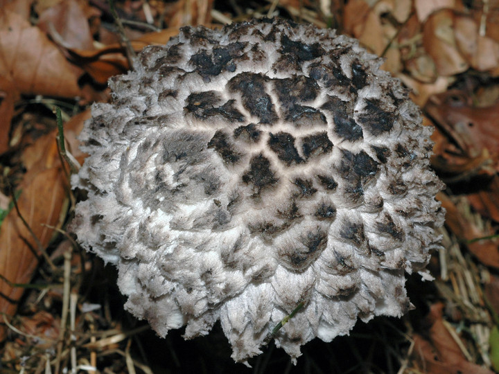 Strobilomyces strobilaceus