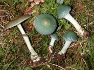 Stropharia aeruginosa