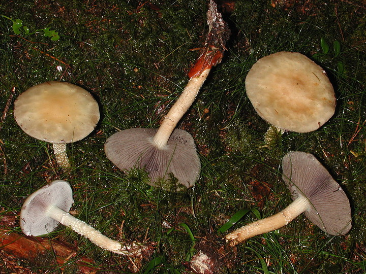 Stropharia hornemannii