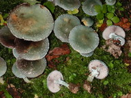 Stropharia aeruginosa