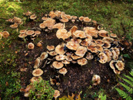 Stropharia hornemannii