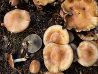 Stropharia hornemannii