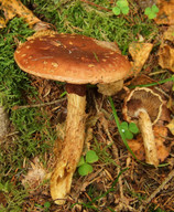 Stropharia albocrenulata