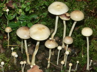 Stropharia alcis