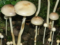 Stropharia alcis