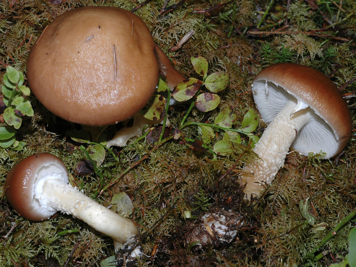 Stropharia hornemannii