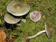 Stropharia aeruginosa