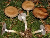 Stropharia hornemannii