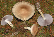 Stropharia hornemannii