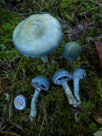 Stropharia aeruginosa