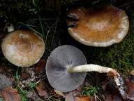 Stropharia hornemannii