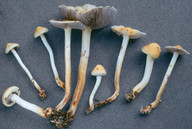 Stropharia percevalii