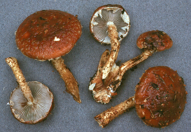 Stropharia albocrenulata