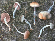 Stropharia pseudocyanea