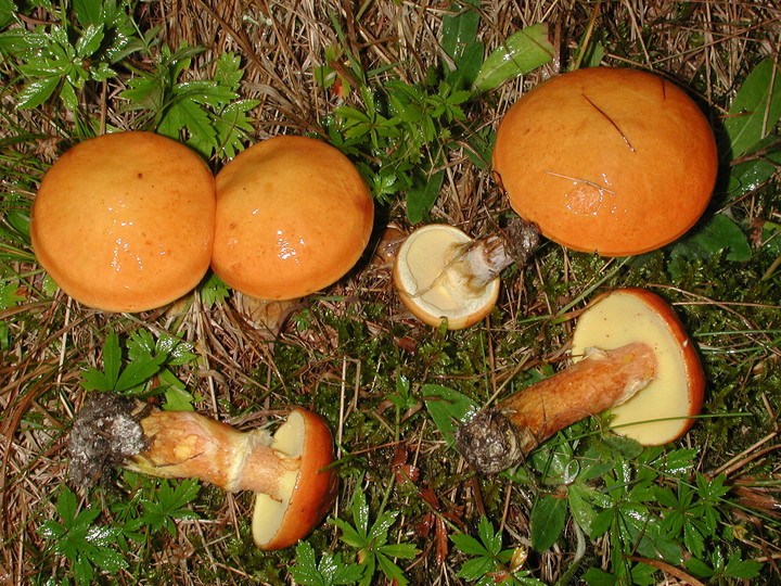 Suillus grevillei