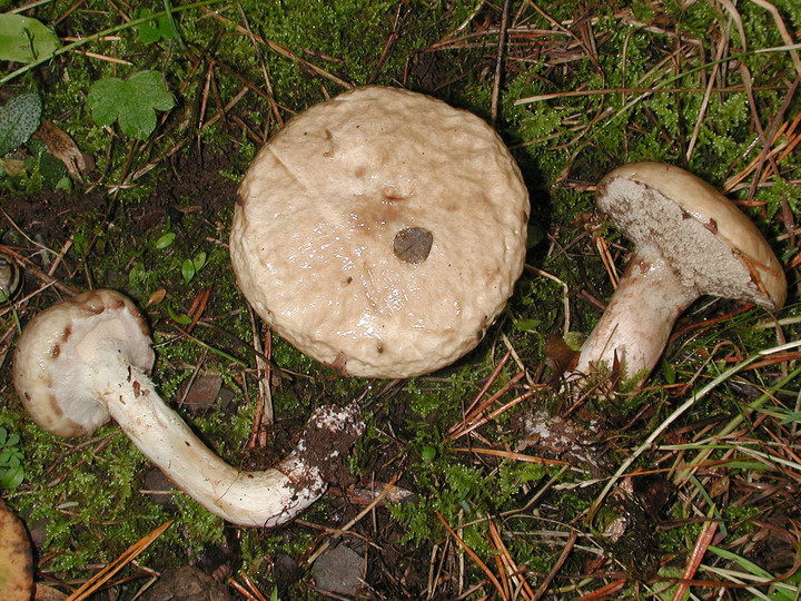 Suillus viscidus