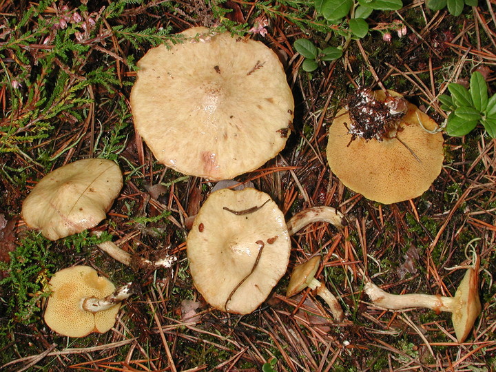 Suillus flavidus