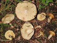 Suillus flavidus