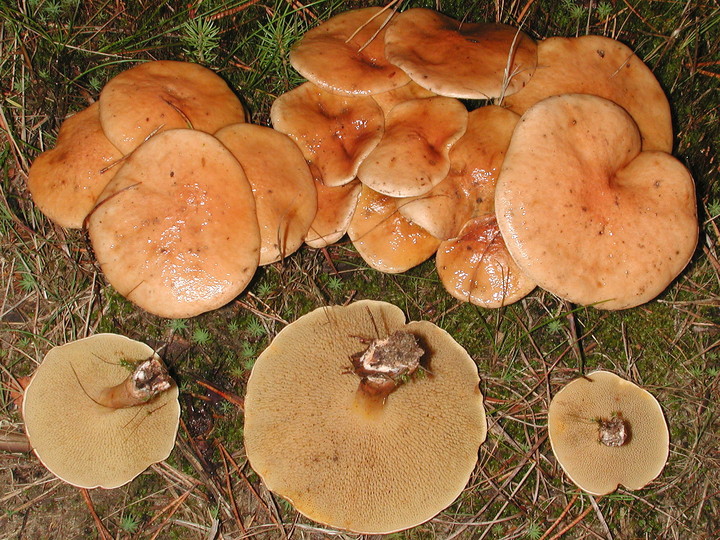 Suillus bovinus