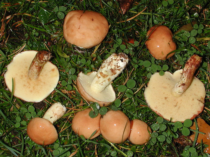 Suillus granulatus