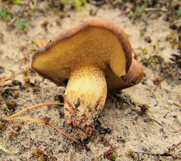 Suillus collinitus