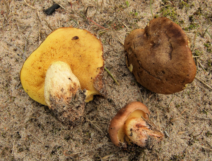 Suillus collinitus