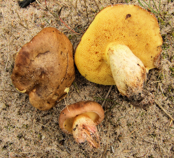 Suillus collinitus