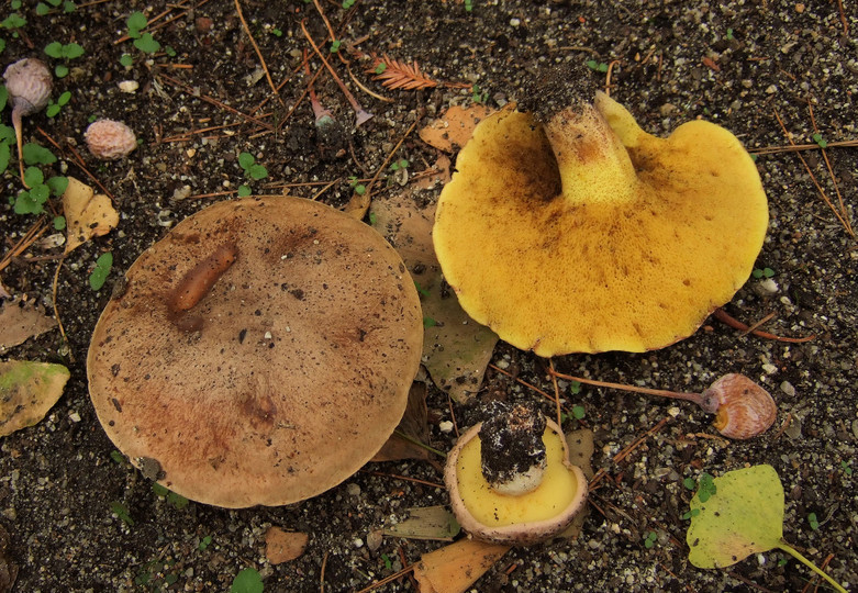 Suillus mediterreaneensis