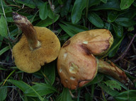 Suillus collinitus