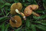 Suillus collinitus