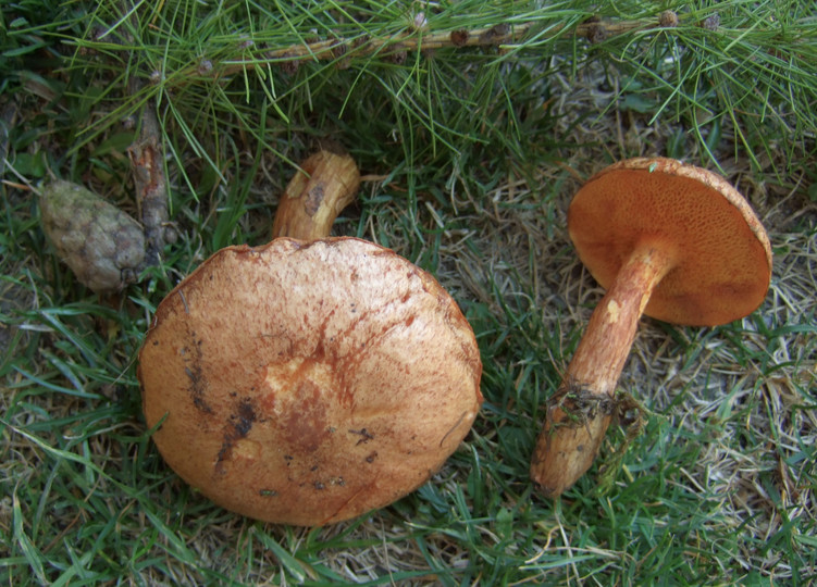 Suillus tridentinus