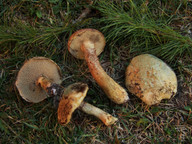 Suillus viscidus