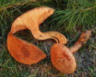 Suillus tridentinus