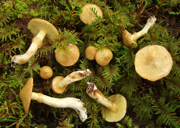 Suillus flavidus