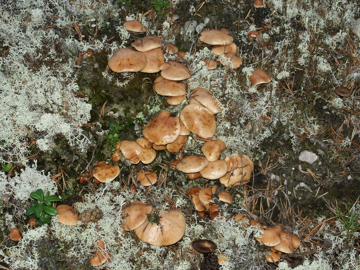 Suillus bovinus