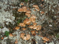 Suillus bovinus